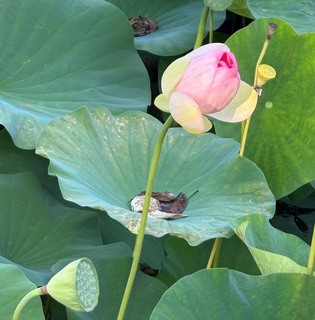 אין דרך לאושר, האושר הוא הדרך) טיך נהאת האן)